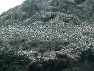 Fous de bassan aux Sept-Iles