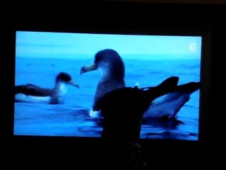 chat qui regarde un documentaire sur les poissons