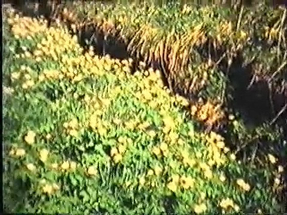 1-Les Braesch été 78