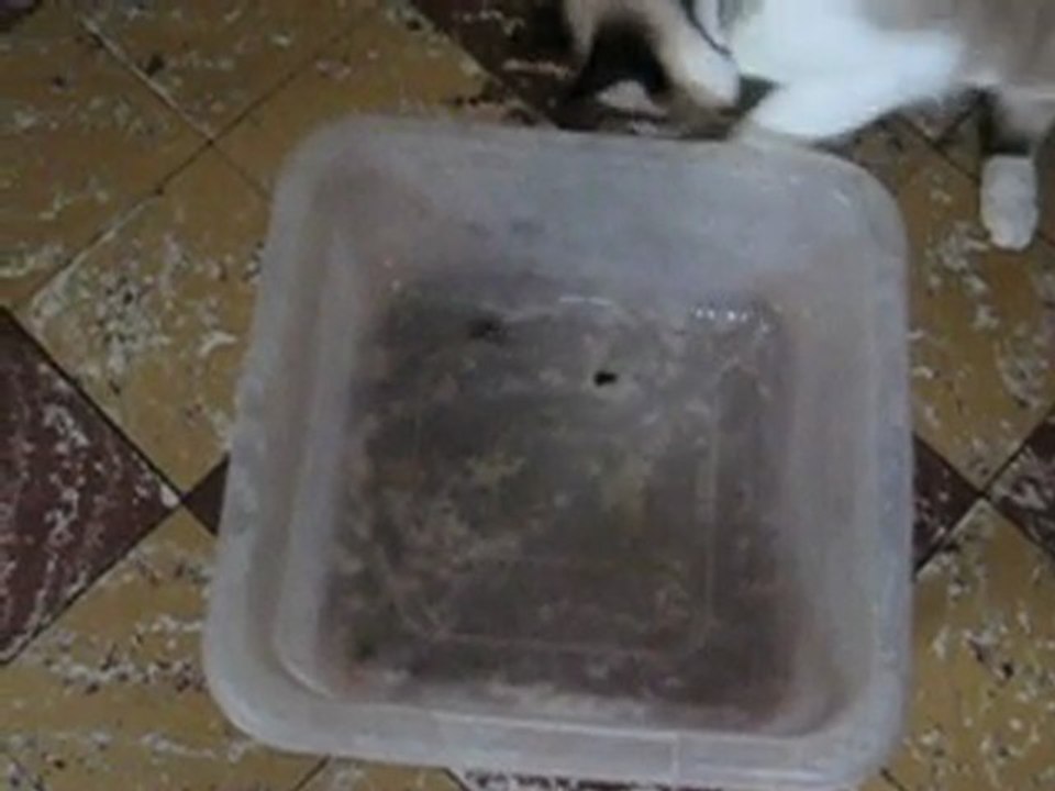 Séthi et le petit crabe 2