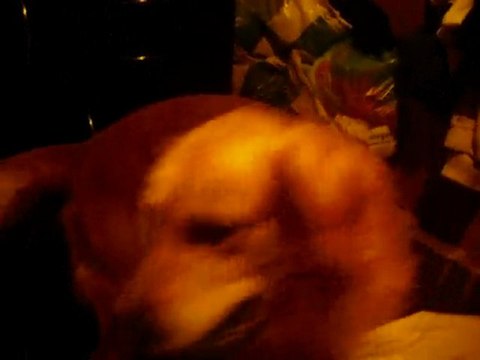 Mon chien qui embéte mon chat lol