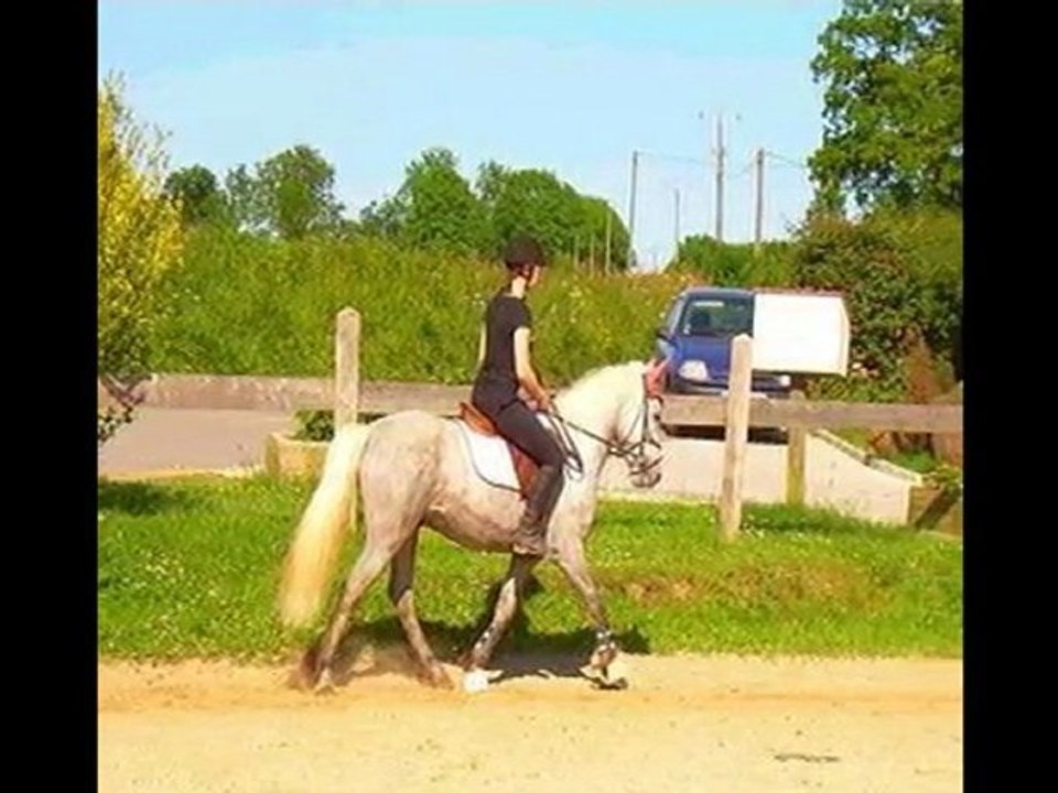 Ponies <3
