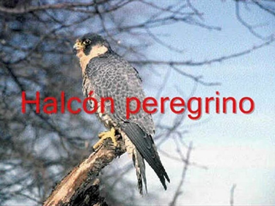 Aves rapaces en los Parques Naturales de Andalucía