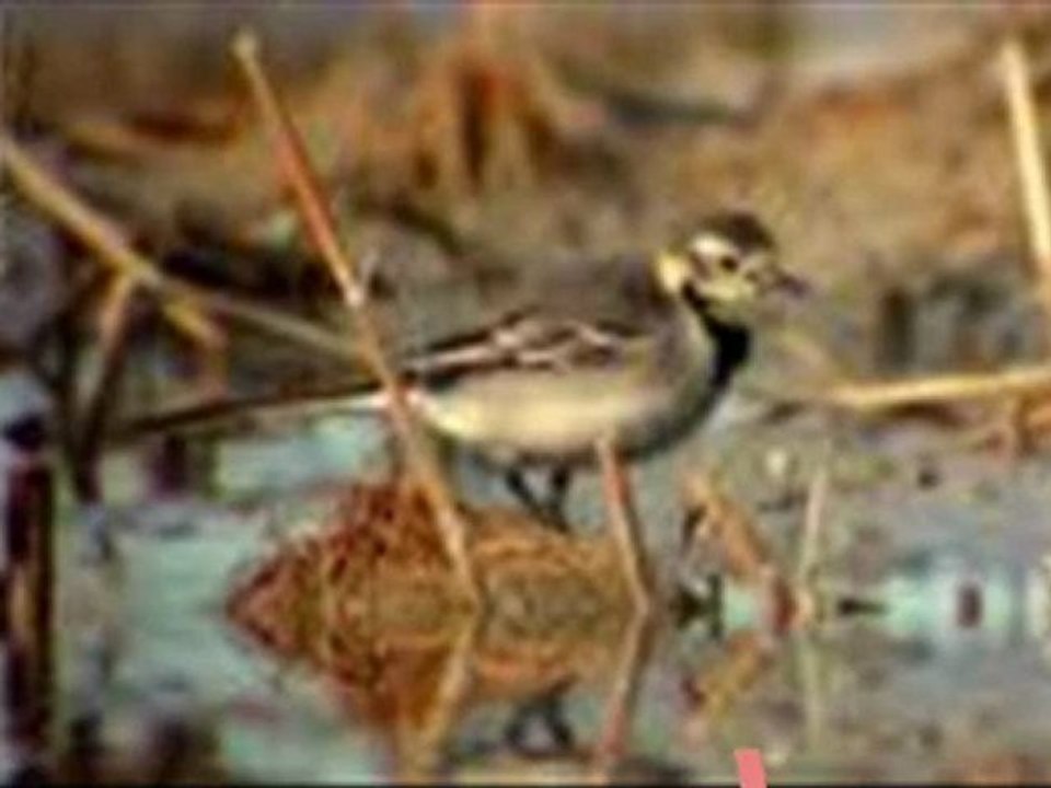 Fauna del Parque Natural Sierra de las Nieves