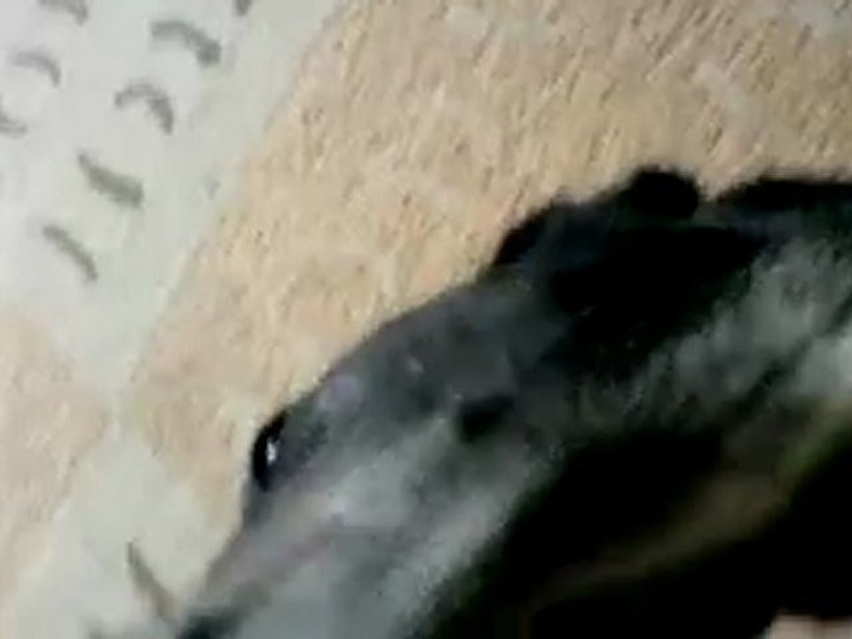 Lilly, Lulu a la sieste
