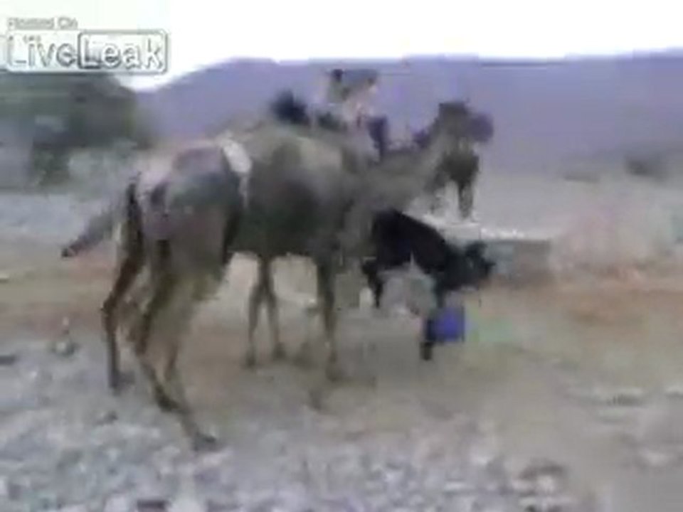 Petit âne attaque chameau