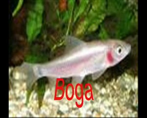 Flora y Fauna del Parque Natural Sierra Norte