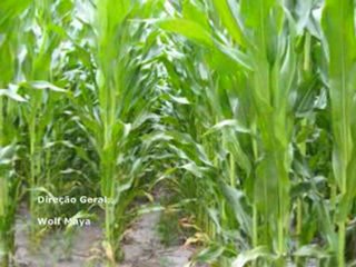 Abertura da série O MILHÃO