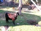 gsd puppy vs goats