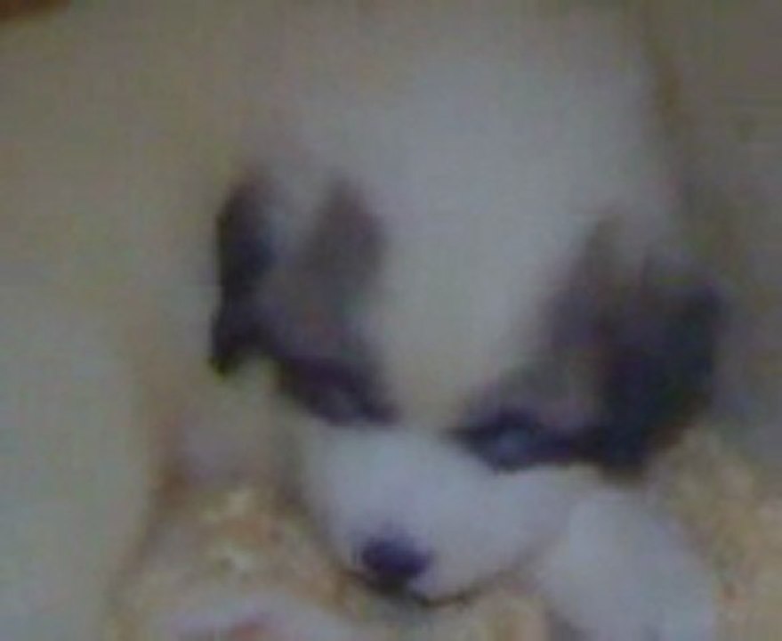 Chiot Montagne des Pyrénées LOF du Haras de Chante-Neige