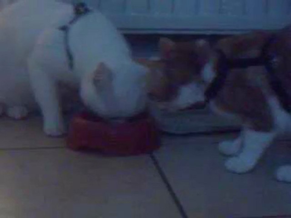 touche pas a ma gamelle