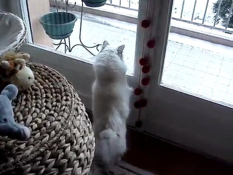 MOV04859 YOTA Petite Reine de quelques instants