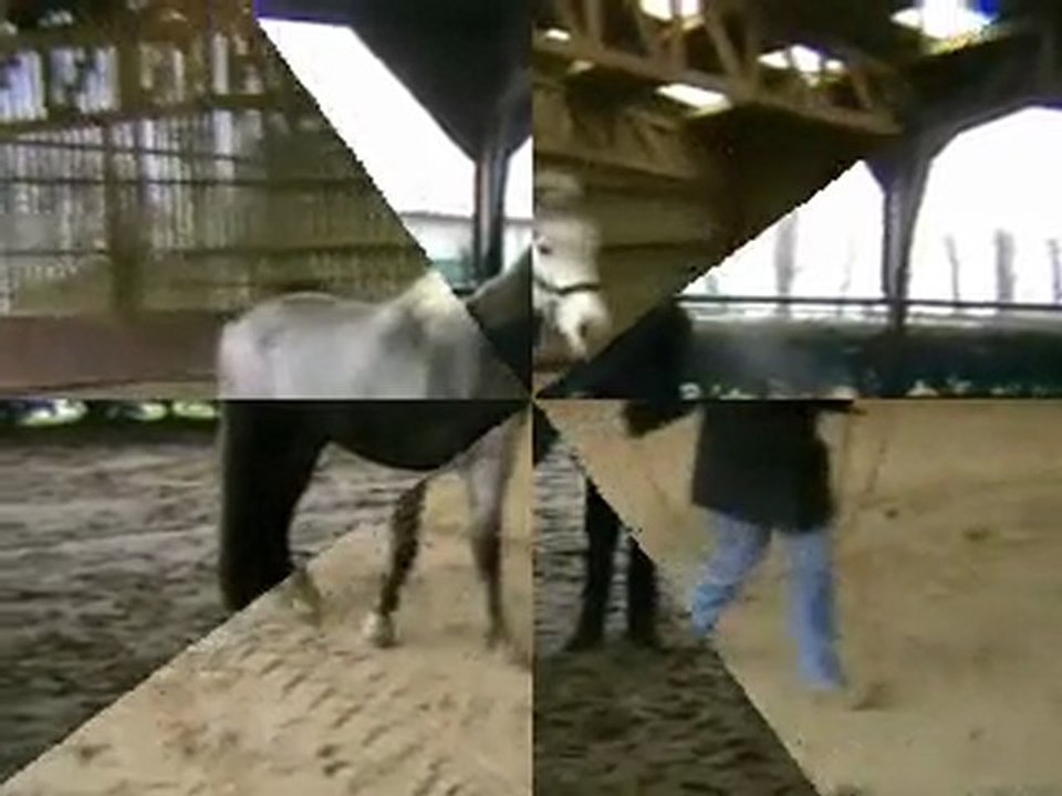 Seder du Maucomble en liberté