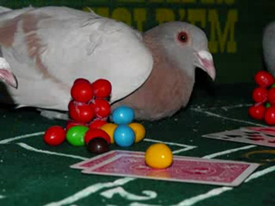 Pigeon Pals Racing Club presents PIGEON POKER