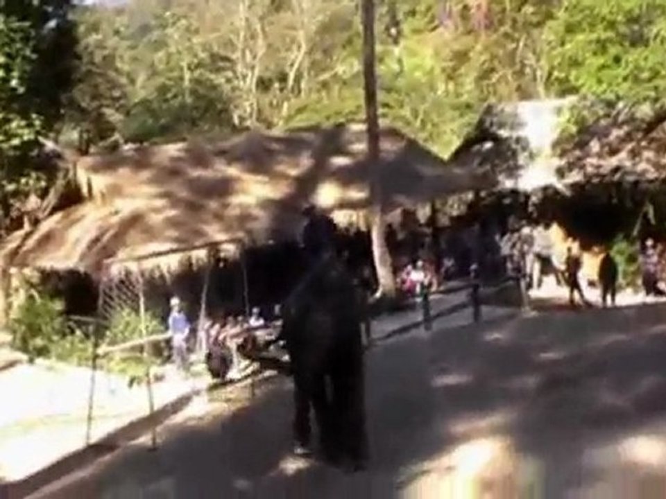 foot elephant thailand