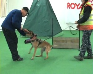 Tulikuuma Ruoska 12 months old female