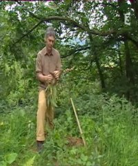 La Consoude (Bernard Bertrand France3 Sud)