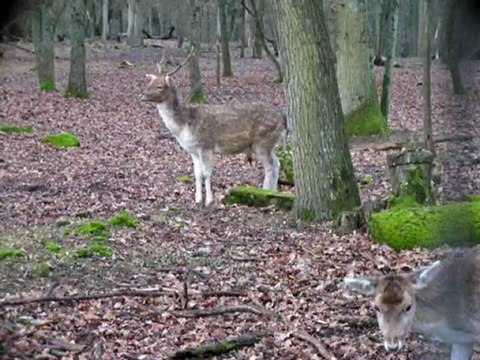 DOMAINE DE RABREUX-37- PROMENADE EN LORRAINE-FRANCE-CHEVREUI