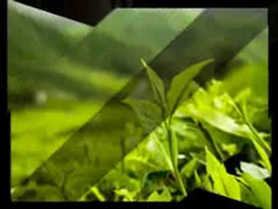 Mighty Leaf Tea Coupons, Coupon Codes, Promotional Codes, an