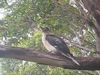 Port Macquarie -Dolphins, koalas and more!