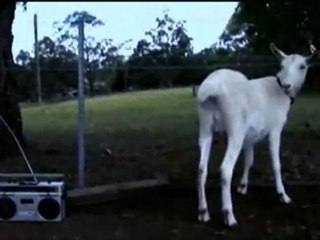 capra impara a parlare ascoltando una cassetta