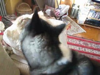 Combat akita et chat 2
