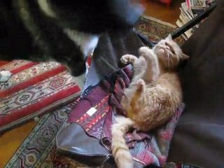 Attaque d'un chat par un akita