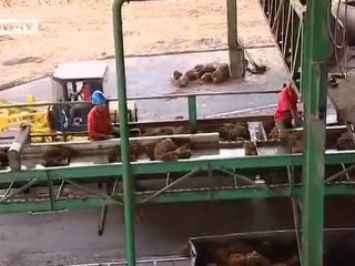 Palm Oil in Thailand | Global 3000