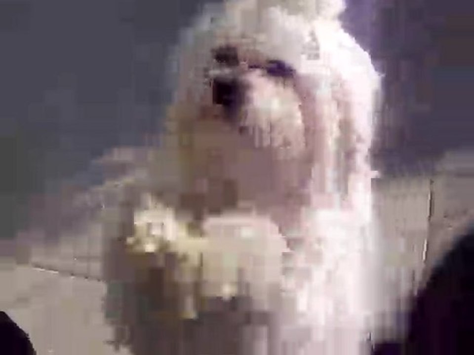 Cachou , bichon maltais, fait le beau!