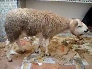 انتحار خروف يلقي بنفسه من الشباك خوفا من السكين