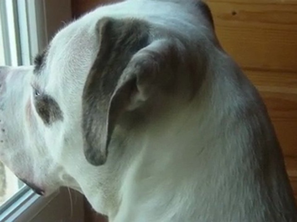 Woof...