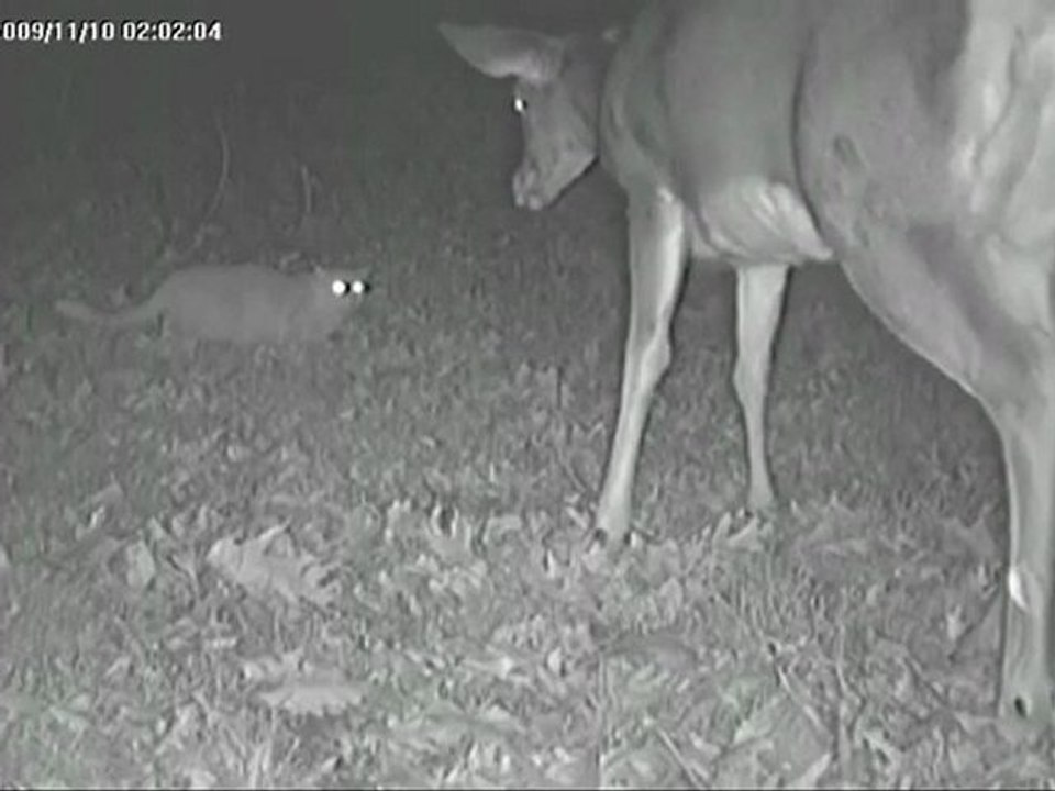 Security Camera Video of a Deer stumbling on a Cat at night