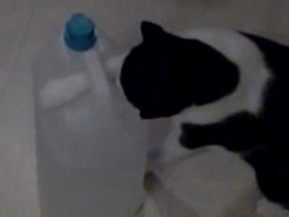 La Patatine essaie d'attraper de l'eau !