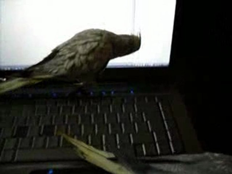 Calopsittes informaticiennes