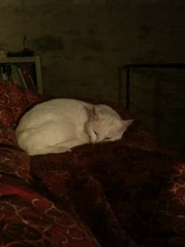 Mon Chat Dort