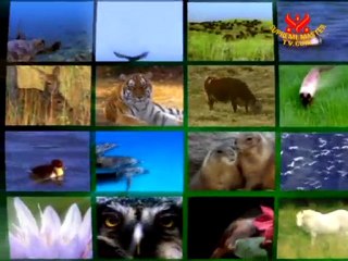 Christiane Becker: Insights of a German Telepathic Animal C