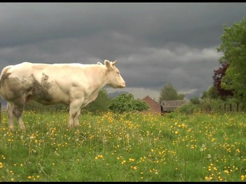 Belgium fields