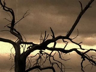 Mon jardin - Psyko Killa