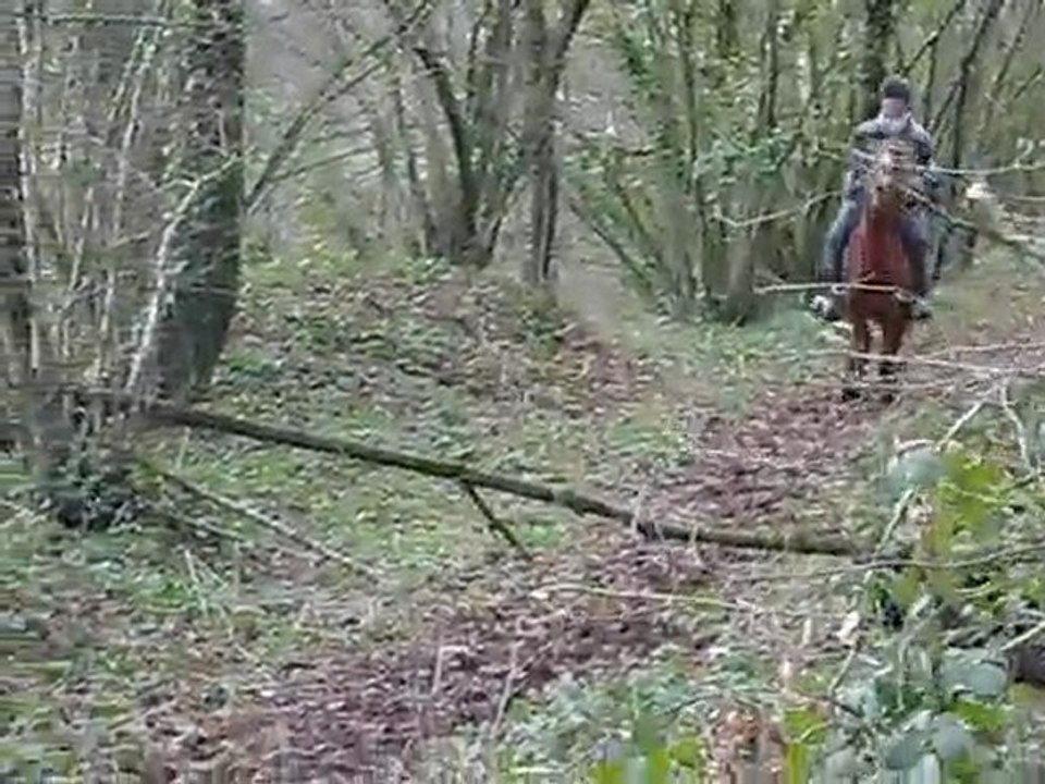 Honorine entraînement TREC Haie & Tronc