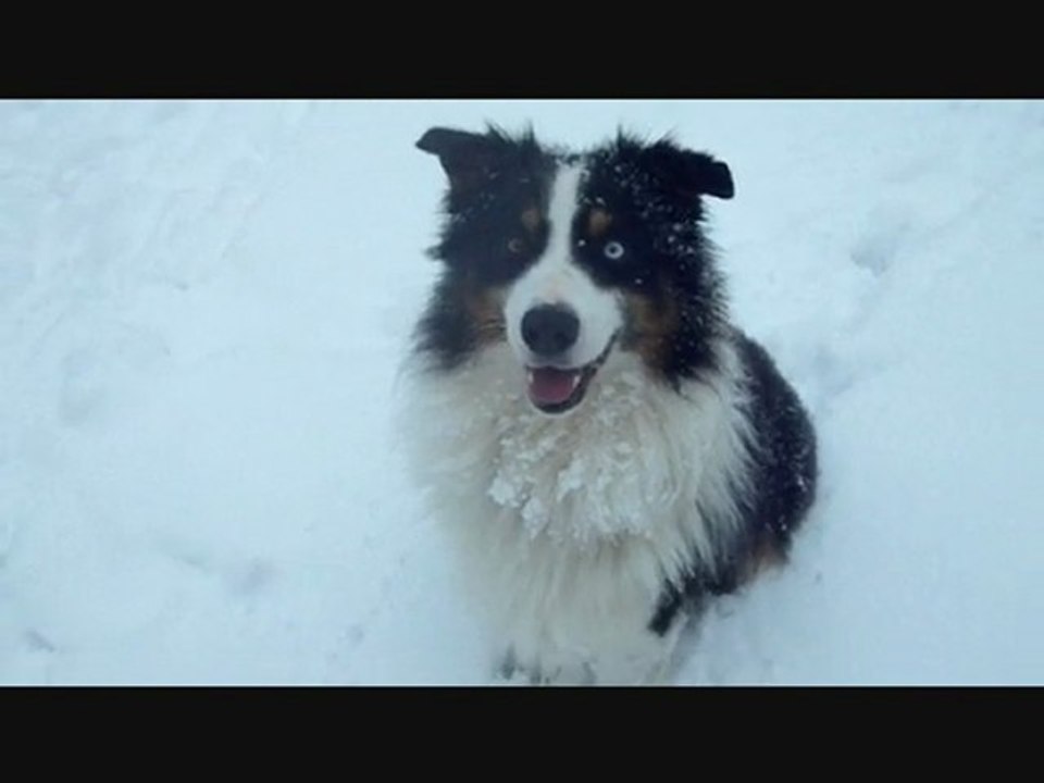 Un jour d'hiver aux Amis des Bêtes Aix les Bains