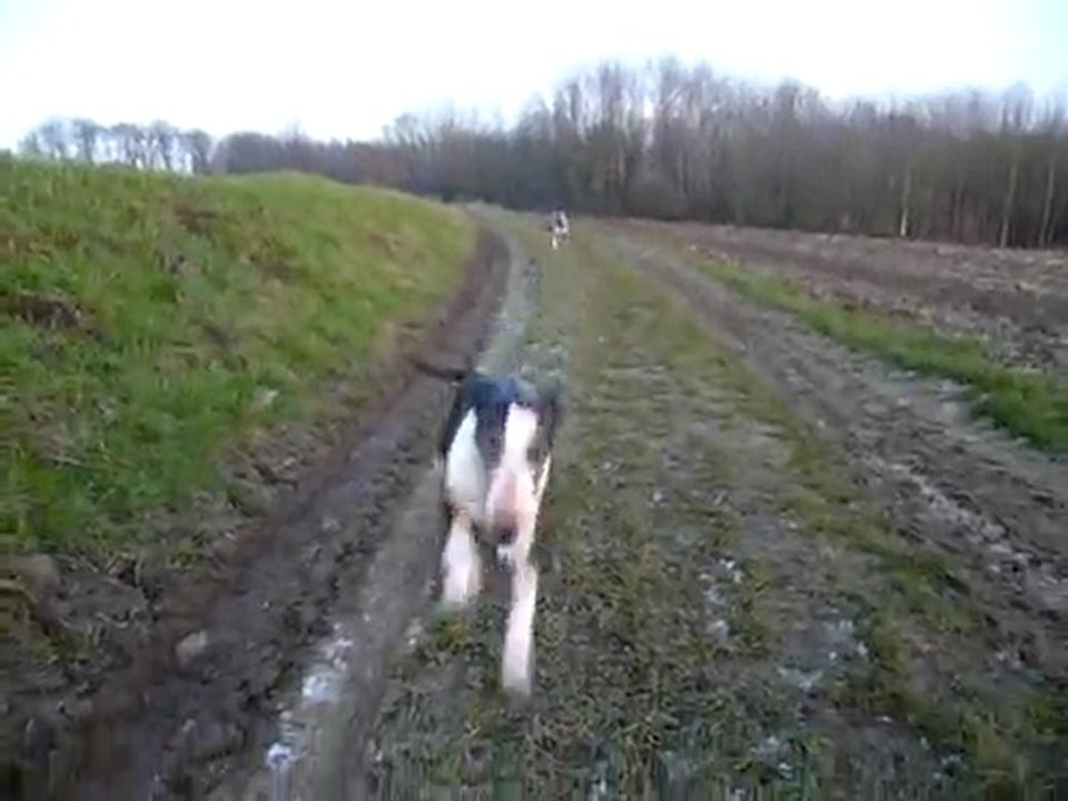 Tess et Bartok 2ème partie