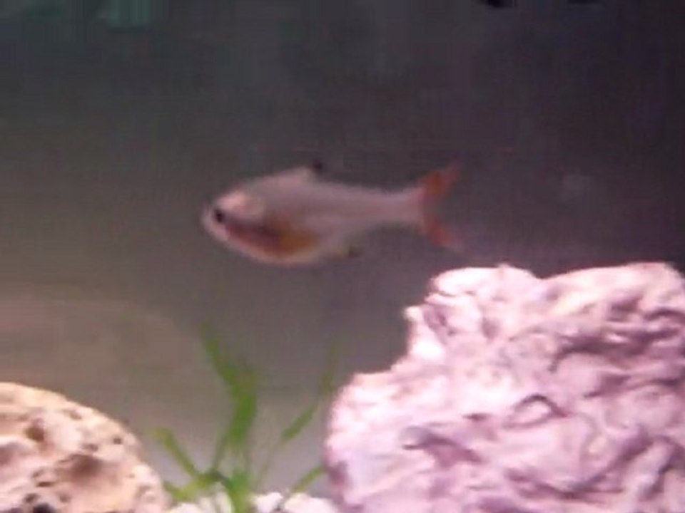 Mon aquarium 100 litres