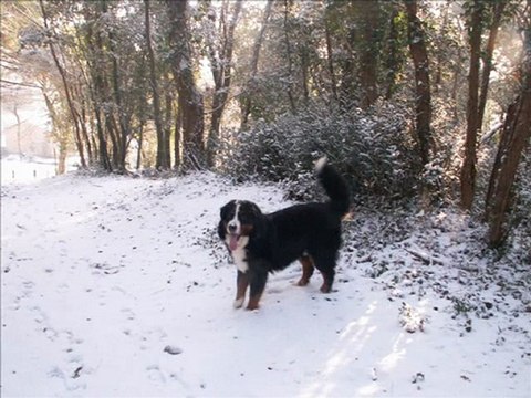 cyrius des terres de groie rencontre avec le manteau blanc