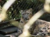 Snow Leopard, Darjeeling Zoo