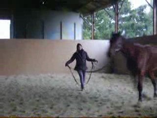 longe au trot