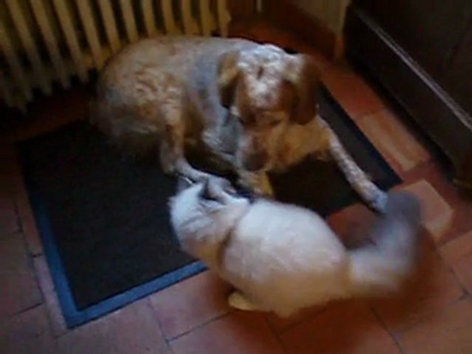 Ebène et Phoebe = bagarre 1