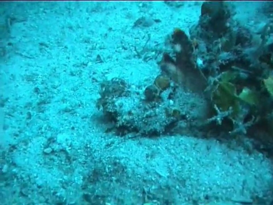 poisson scorpion diable