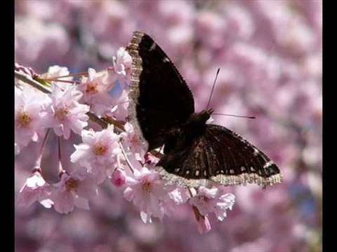 Mikail Hoş Seda 2563 (Menzil DURAK)