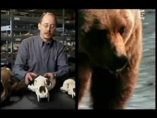predateurs de la prehistoire l'ancetre du grizzli 1