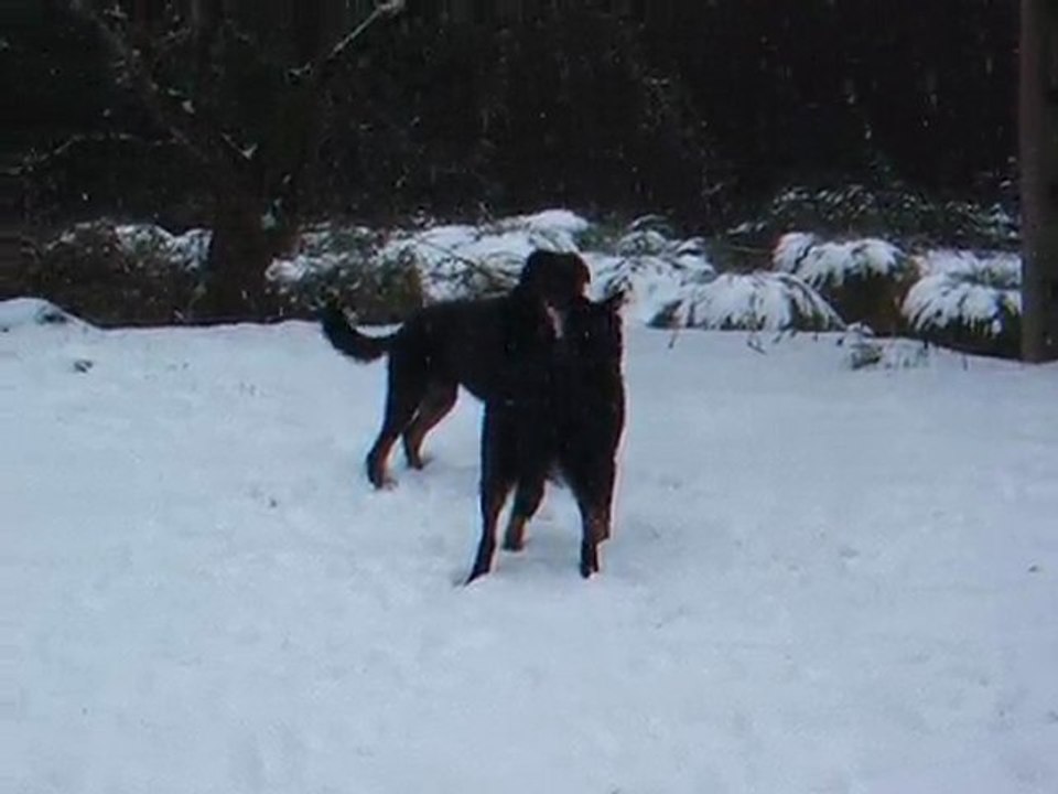 jeux chiens